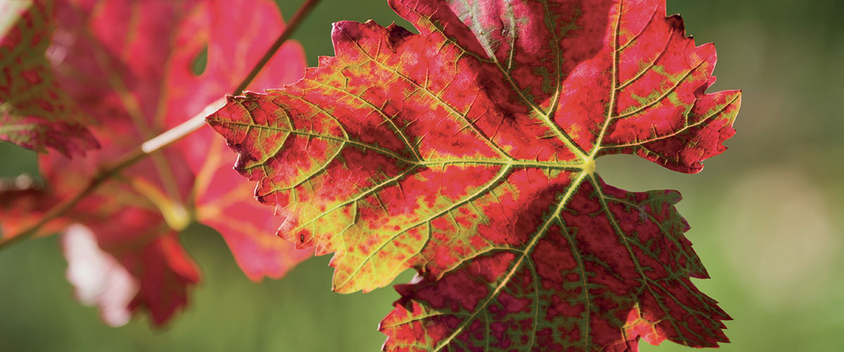 UN REMEDE TRADITIONNEL DES VIGNERONS ! 